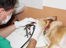 Zahnsteinentfernung bei einem älteren Hund
